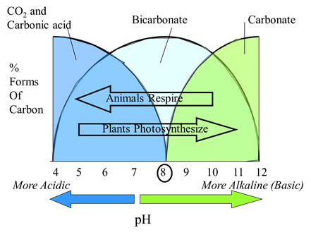 biological pump