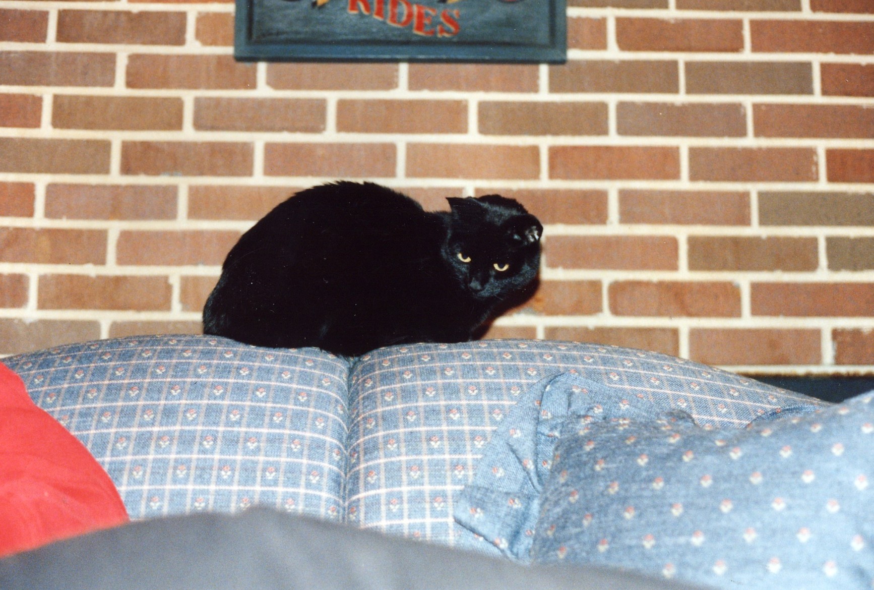 Katie on the couch