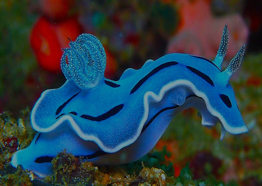 blue sea slug crawling along a rock