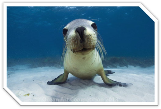 seal looking directly at camera