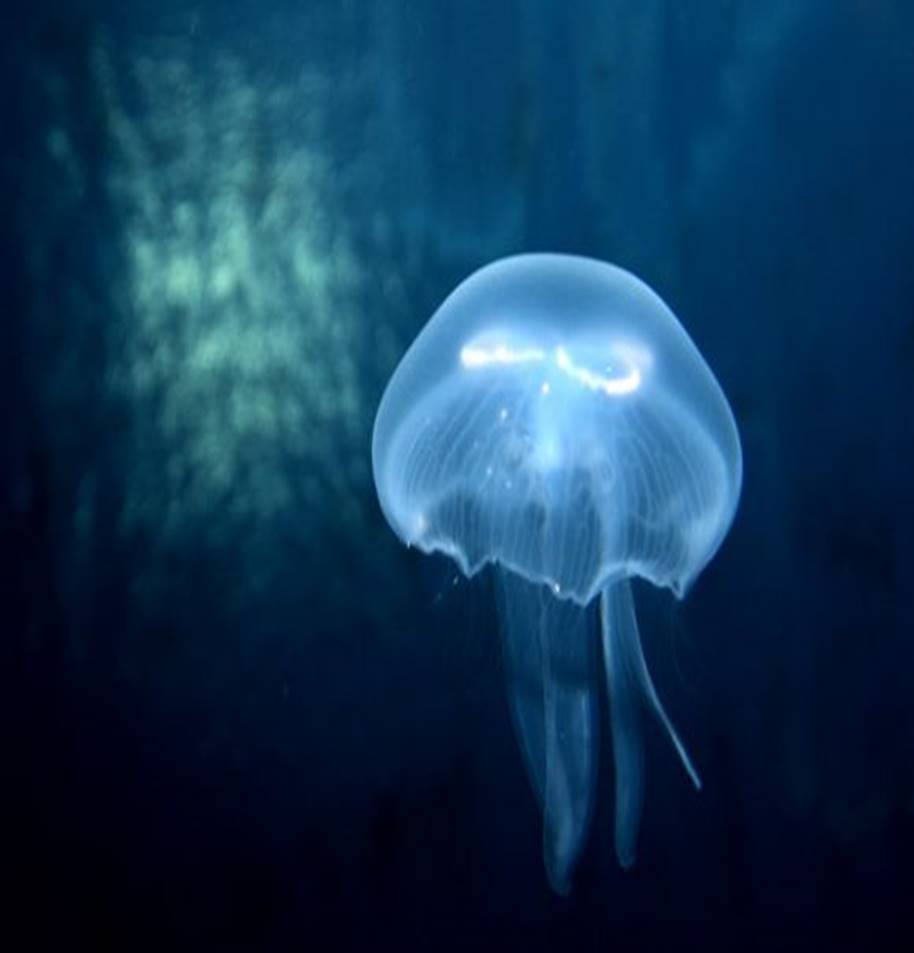 blue jellyfish, look as though it is a bag