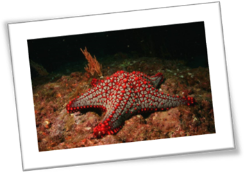 red and white deep ocean starfish