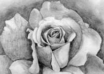 link to larger image of black and white rose